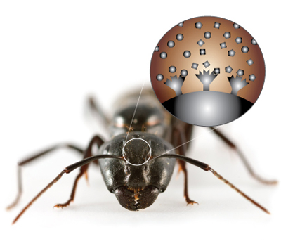 Receptors on Ant