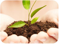 plant in hand