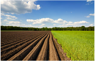 Agriculture