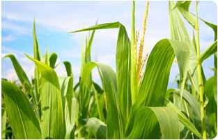 Agriculture