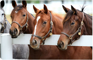 Animal Health