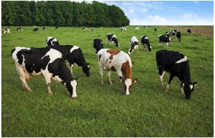 Animal Health