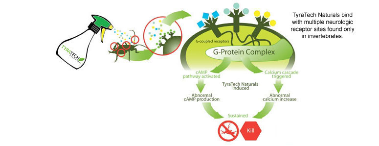 G-Protein Complex