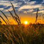 sunrise over meadow