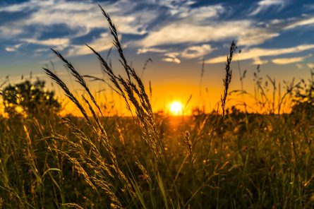 sunrise over meadow